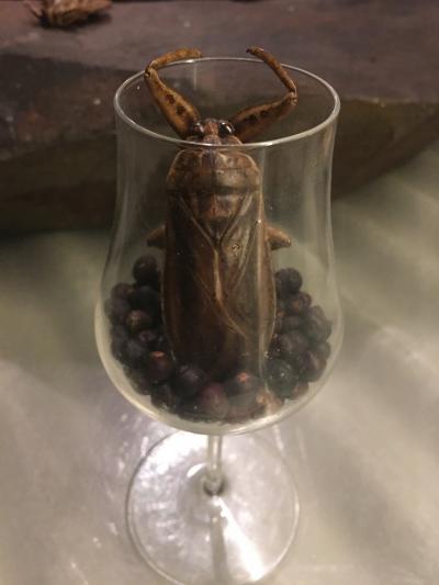 念願のANTCICADAへ