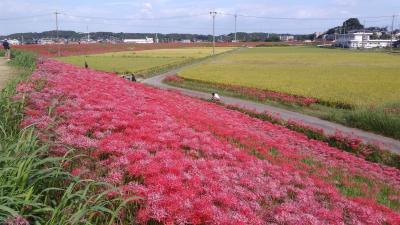 ごんぎつねの里　彼岸花！