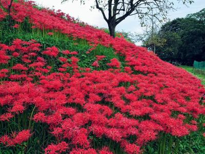 大山日向地区の彼岸花2020