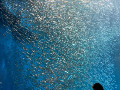 名古屋港水族館とリニア博物館