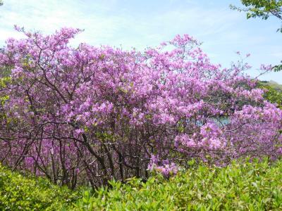 ２０２０年４月　山口県　江汐公園にミツバつつじを見に行きました。