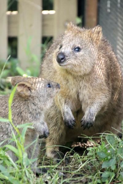 クオッカ自由観覧と５大チャイルド制覇の埼玉こども動物自然公園（東園）パパと遊ぶ赤ちゃんや笑っているように撮れたクオッカ～コアラは全員熟睡中