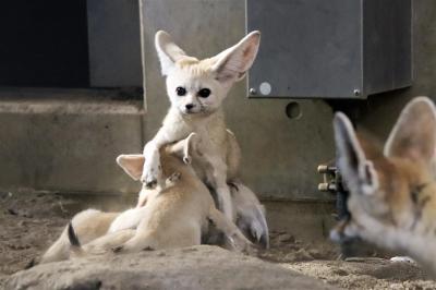 クオッカ自由観覧と５大チャイルド制覇の埼玉こども動物自然公園（北園）コンデジでも撮れた自然林の谷のニホンカモシカやフェネック五つ子の授乳など