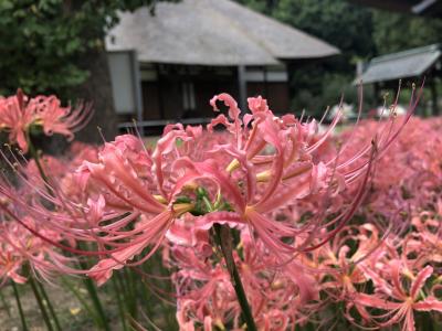 彼岸花の西方寺と中華街のゴッドハンドの鍼治療院