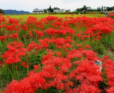 一言主神社周辺の彼岸花