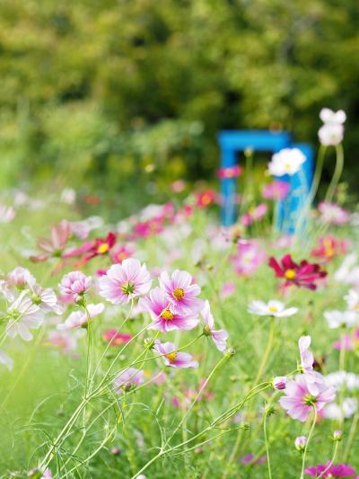 花さんぽ　昭和記念公園コスモス2020