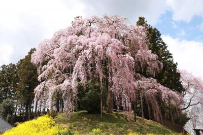 合戦場のしだれ桜・中島の地蔵桜