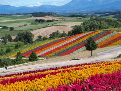 北海道絶景ドライブ～旭川・美瑛・富良野・トマム　色鮮やかな大地へ（1）