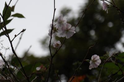 秋に咲く桜、再び（小菅ヶ谷北公園散策の森ゾーン）