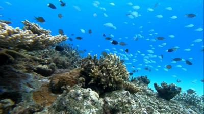 慶良間ブルーに魅せられて　今年3度目の沖縄はまたしても離島旅 3泊4日 ウミガメちゃんと体験ダイビングPart2