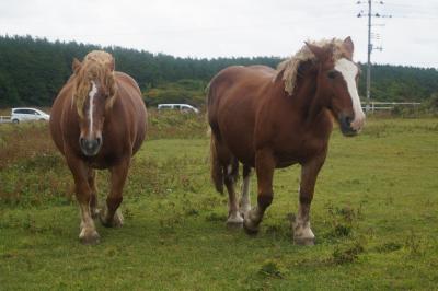 馬好きおやじ、寒立馬（かんだちめ）に会いに北へ（青森県むつ市尻屋崎）