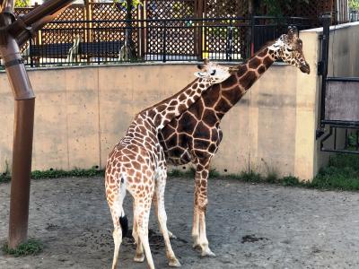 2020.08 GOTOで行こう！今が狙い目北海道の人気観光地巡り②…旭山動物園