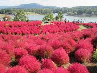 真紅のコキアが見事でした