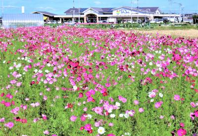 コスモスを観に、兵庫・稲美町へ！