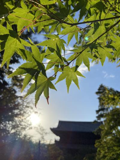 紅葉前のズラシ旅！今こそ外国人の居ない静かな京都へ行こう♪♪嵐山から哲学の道へ。。。