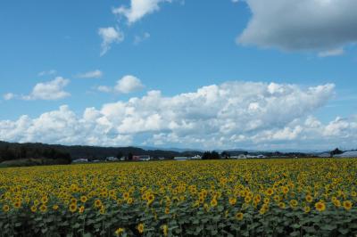 ワーケーションにトライ！暮らすように旅した秋の美瑛＆富良野〈２〉始まりはゆるゆるバケーション♪