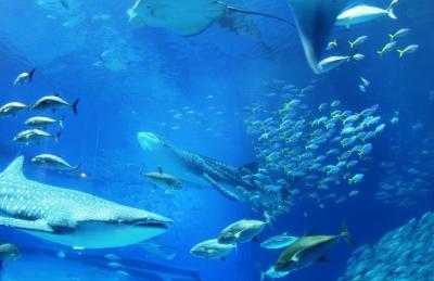 本部_Motobu　美ら海！ジンベエザメが泳ぐ『黒潮の海』と昔ながらの沖縄そば