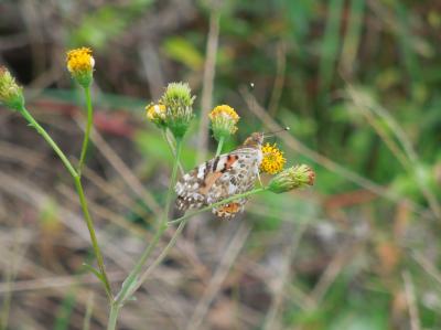 所沢市南永井付近の風景①コセンダングサ等に集まる蝶