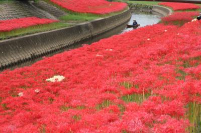 豊田 花見 に関する旅行記 ブログ フォートラベル 愛知県 豊田 花見 に関する旅行記 ブログ フォートラベル 愛知県