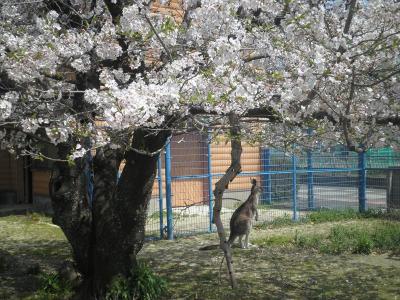 動物とふれあえる！　大牟田市動物園とレストランだいふくでランチ