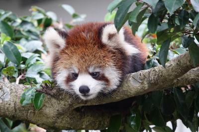 鯖江市西山動物園　いよいよ2020年生まれ仔パンダ紀行始まる！！ 初めての子育てを頑張るかのこママとピースケ君に会いに西山へ