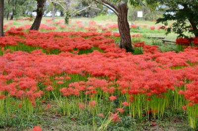 高島市（滋賀県）桂浜園地のヒガンバナ