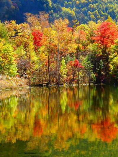 渓流荘しおり絵に泊まる、IS-Fで行く紅葉の上高地・乗鞍  (1日め）