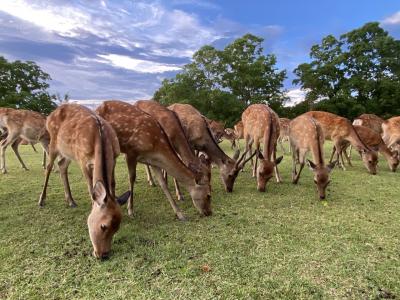 日本の良さ再発見！の奈良の旅　1日目
