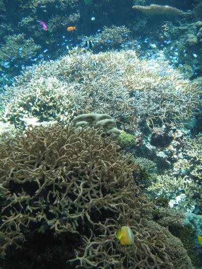 2020秋03　那覇（3日目　美ら海水族館ツアー）