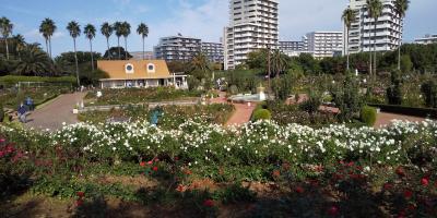 谷津バラ園で秋の薔薇を鑑賞してきました。