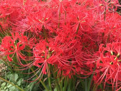 ごんぎつねの里の彼岸花