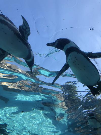 平日の昼下がり動物園で癒され☆あの頃へタイムトラベル☆