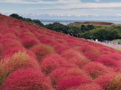 日立海浜公園　コキアやコスモス満開　入籍1年記念旅行