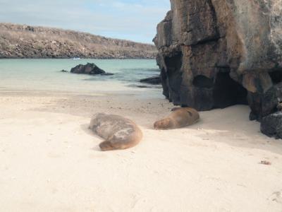 鳥たちの楽園！ヘノベサ島に上陸｜ガラパゴス諸島クルーズ記②