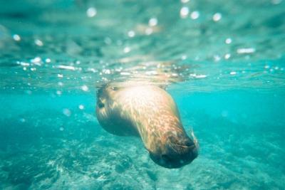 ペンギンと泳ぎ、アシカと戯れた日｜ガラパゴス諸島クルーズ記③