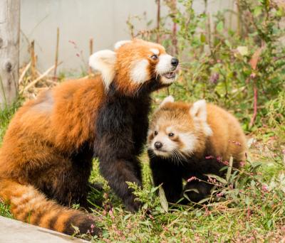 レンタカーで行くひとり旅4泊5日 ～旭川・層雲峡　編～