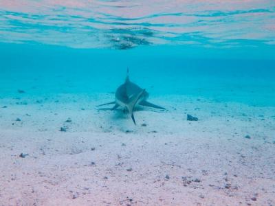 【モーレア島】これぞ楽園！サメとエイと熱帯魚と戯れる｜タヒチでクジラと泳ぐ旅②