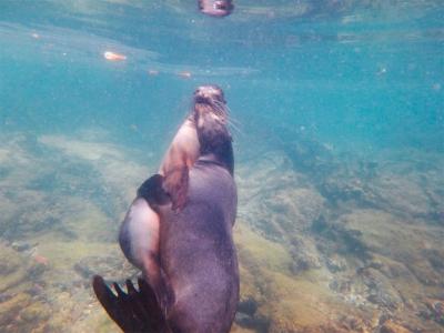 【イサベラ島】絶景！ウミガメだらけのシュノーケリング｜ガラパゴス滞在記③