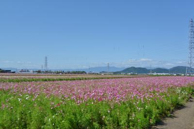 野田町（近江八幡市）のコスモス畑