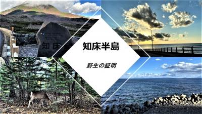 知床半島 野生の証明