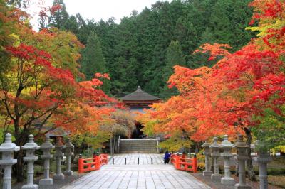 高野山の紅葉。　高野龍神スカイラインの護摩壇付近は濃霧でした。