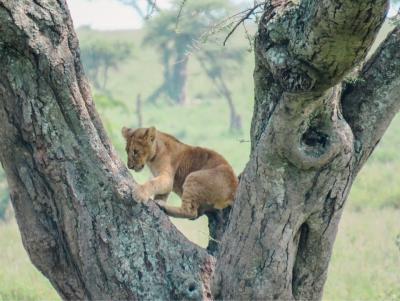 木登りライオンに会えた！セレンゲティ国立公園｜タンザニアでサファリ⑥ 