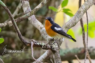 8年ぶりに戸隠にムギマキ（野鳥）遠征