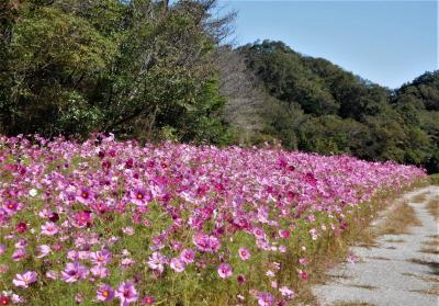 ２０２０年１０月　山口県・山陽小野田市　江汐公園にコスモスとバラを見に行きました。