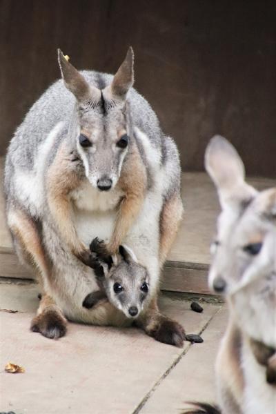 行楽の秋の埼玉こども動物自然公園（東園）２度行ったコアラ館～ジンベランちゃんのベビー次回はぜひ＆ナマケモノのノンちゃん大冒険＆アートフェスタ