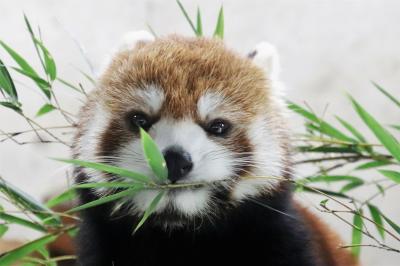 行楽の秋の埼玉こども動物自然公園（北園）レッサーパンダのハナビちゃん・みやびちゃん久しぶり＆再開したアニマルショー＆のびのびキリンのルンくん