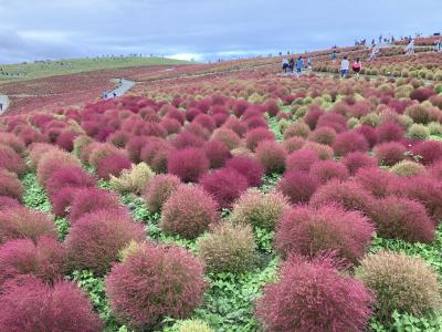 グラデーションコキア