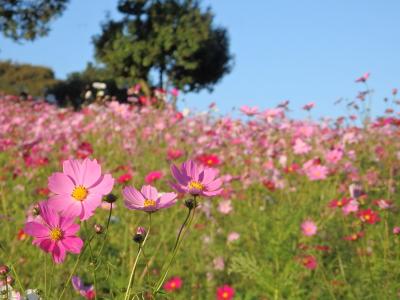 花の丘のコスモスと 色づくイチョウ並木♪　国営昭和記念公園
