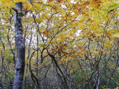 紅葉の北アルプス　３日目