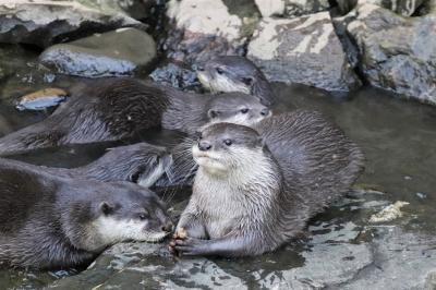 コツメカワウソ８頭同居見納めの智光山公園こども動物園～ミーアキャットの赤ちゃんやエミューのぱんちゃん元気な姿も見られた９月最後の午後